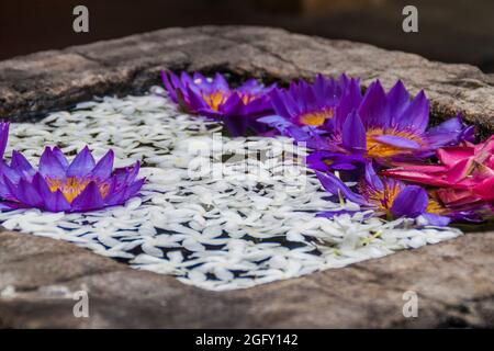 Lotus blüht in einem kleinen Tank auf dem Gelände des Tempels der Heiligen Zahnreliquie in Kandy, Sri Lanka. Stockfoto