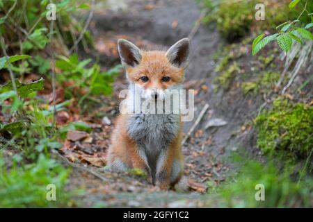 Junger Rotfuchs (Vulpes vulpes) Einzelkits / Jungtiere in der Nähe von Höhlen / Höhlen im Wald im Frühjahr Stockfoto