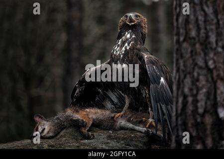 Der Steinadler bewacht seine Beute Stockfoto