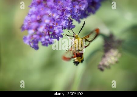 Geißelbauch greift Nektar von einer Blume im Flug. Stockfoto