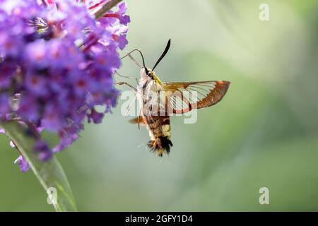 Geißelbauch greift Nektar von einer Blume im Flug. Stockfoto