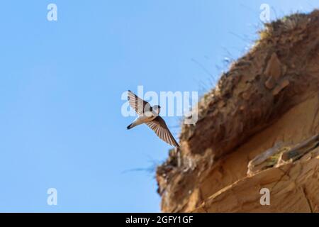 Europäischer Sand martin / Bank Swallow / Halsbandsand martin (Riparia riparia / Hirundo riparia) im Flug in der Nähe der Felswand Stockfoto