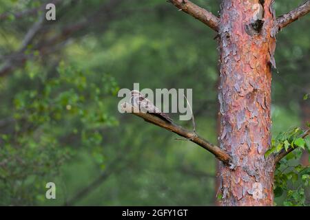 Europäischer Nachtschwalbe / Eurasischer Nachtschwalbe (Caprimulgus europaeus), der auf einem Ast im Kiefernwald ruht Stockfoto