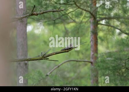 Europäischer Nachtschwalbe / Eurasischer Nachtschwalbe (Caprimulgus europaeus), der auf einem Ast im Kiefernwald ruht Stockfoto