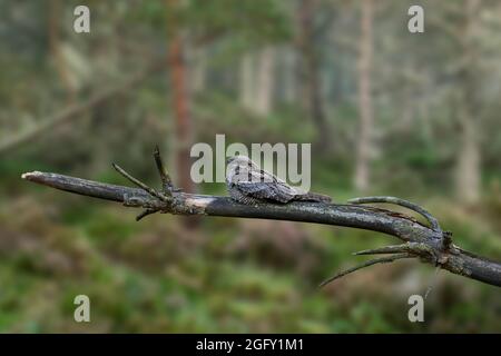 Europäischer Nachtschwalbe / Eurasischer Nachtschwalbe (Caprimulgus europaeus), der auf einem Ast im Kiefernwald ruht Stockfoto