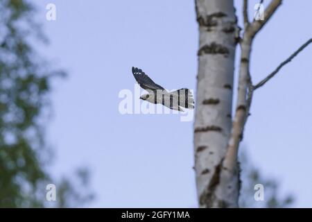 Europäischer Nachtschwalbe / Eurasischer Nachtschwalbe / gewöhnlicher Goatsucker (Caprimulgus europaeus) Männchen im Flug bei Dämmerung Stockfoto