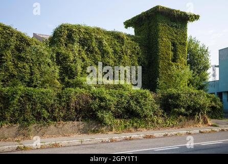 Eine verlassene, bewachsene Fabrik in Treviglio in der Lombardei / Lombardei, bedeckt mit Efeu / edera / Hedera Helix und anderen Pflanzen. Stockfoto