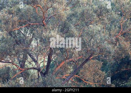 Schmalblättrige Esche (Fraxinus angustifolia) bei Sonnenuntergang Stockfoto