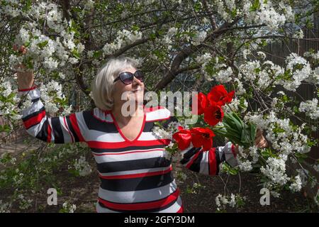 Halblanges Porträt einer lächelnden älteren Frau, die unter einem blühenden Kirschbaum mit roten Tulpen in ihren Händen steht. Stockfoto