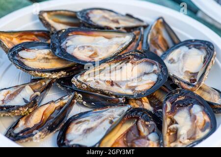 Von Hand geöffnet schwarze rohe Muscheln Mollusk bereit, auf einem Teller in einem Fischmarkt zu essen, Meeresfrüchte, Sushi, Nahaufnahme Stockfoto