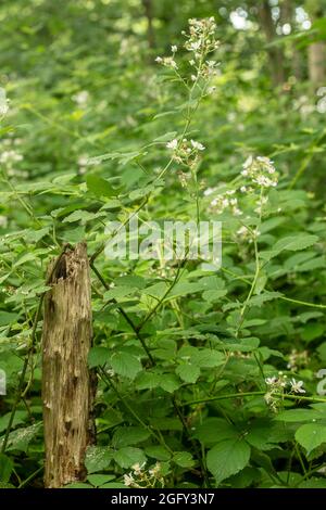 Wilder Brombeerbusch in Blüte, der sich um einen Pfosten im Wald schlindert, ein natürliches Stillleben Pflanzenportrait Stockfoto