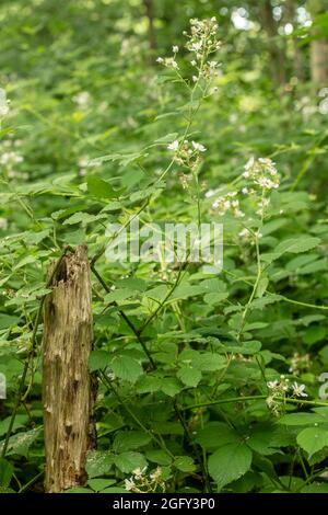 Wilder Brombeerbusch in Blüte, der sich um einen Pfosten im Wald schlindert, ein natürliches Stillleben Pflanzenportrait Stockfoto