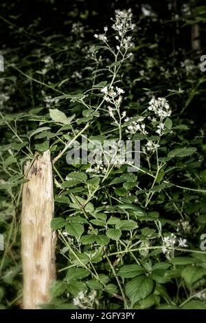 Wilder Brombeerbusch in Blüte, der sich um einen Pfosten im Wald schlindert, ein natürliches Stillleben Pflanzenportrait Stockfoto