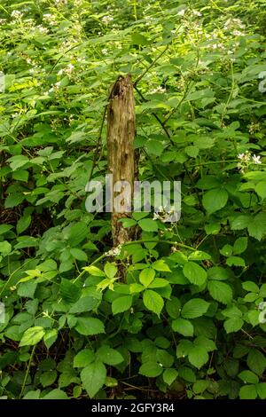 Wilder Brombeerbusch in Blüte, der sich um einen Pfosten im Wald schlindert, ein natürliches Stillleben Pflanzenportrait Stockfoto