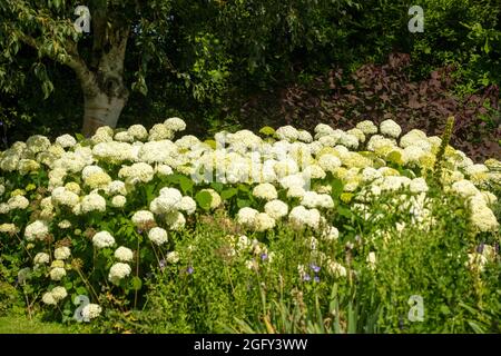 Herrlich massierte Grenze der Hydrangea arborescens starke Annabelle ('Abetwo') blüht in Sonnenschein und breitere Gartenanlage Stockfoto