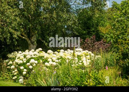 Herrlich massierte Grenze der Hydrangea arborescens starke Annabelle ('Abetwo') blüht in Sonnenschein und breitere Gartenanlage Stockfoto