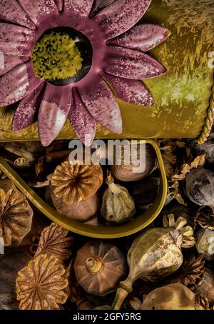 Faszinierende natürliche Stillleben von trocknenden Mohnköpfen (Papaver orientale, Papaver somniferum) und dekorativer Gießkanne Stockfoto