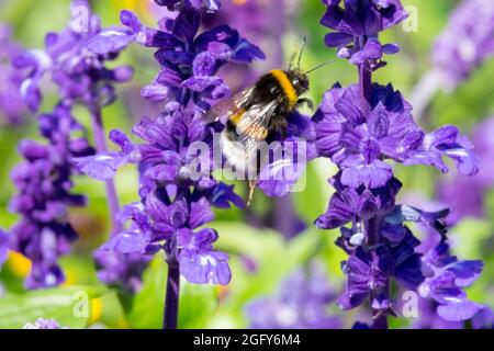 Bombus terrestris große Erde Hummel auf Blume Blue Salvia Stockfoto