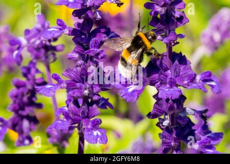 Bombus terrestris, Buff-tailed Hummel Nahaufnahme auf Blume Salvia Stockfoto