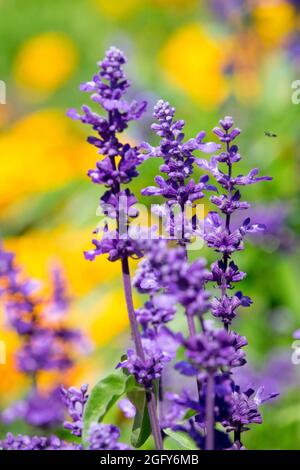 Salvia farinacea 'Victoria' Blaue Blume Stockfoto