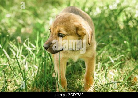 Mutter Hund kümmern Welpen mit Liebe Stockfoto