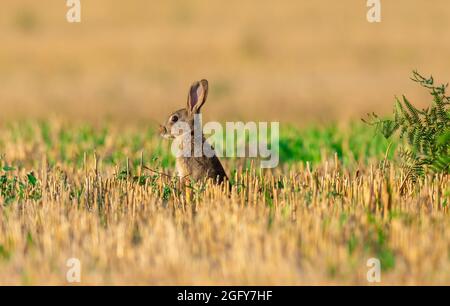 Kaninchen in frisch geschnittenen kaum Stoppeln. Stockfoto