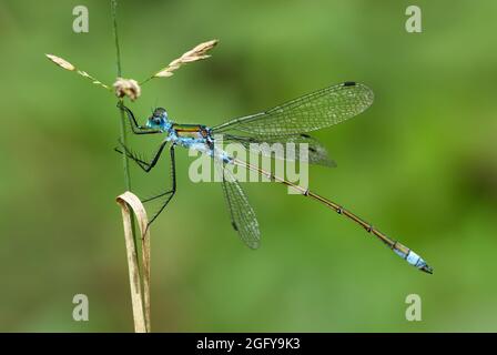 Emerald Damselfly Männchen mit ausgebreiteten Flügeln. Regungslos auf Gras sitzen. Seitenansicht, Nahaufnahme. Verschwommener grüner Hintergrund, Kopierbereich. Gattung Lestes sponsa. Stockfoto