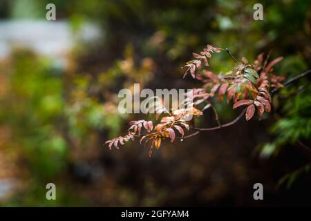 Rowans Äste mit leuchtend orangefarbenen Blättern am regnerischen Herbsttag. Herbst Natur. Selektiver Fokus. Stockfoto