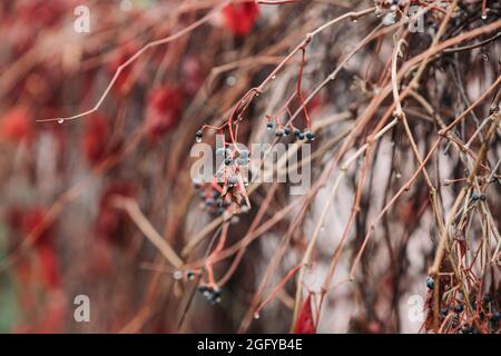 Rote Parthenocissus trikuspidata (Virginia Creeper) mit Beeren am Herbstmorgen. Selektiver Fokus. Geringe Schärfentiefe. Stockfoto