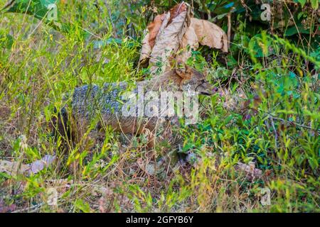 Golden Jackal Canis aureus im Uda Walawe National Park, Sri Lanka Stockfoto