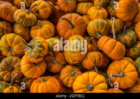 Mini-orange Kürbisse mit Stängeln gestapelt einige sind noch reifen für die Herbstferien Nahaufnahme Ansicht verwendet Stockfoto