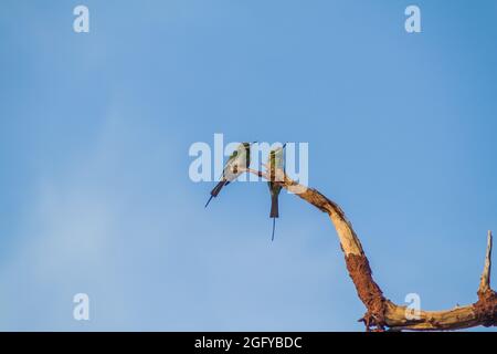 Grüner Bienenfresser Merops orientalis im Udawalawe National Park, Sri Lanka Stockfoto