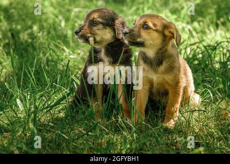 Mutter Hund kümmern Welpen mit Liebe Stockfoto