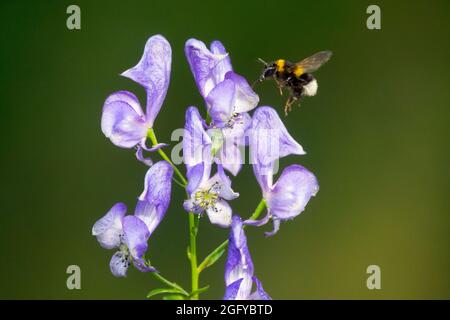 Bombus terrestris fliegen große Erdhummel fliegen Aconitum napellus, Monkshood, Aconite, Wolfs Bane Bombus terrestris Blume Stockfoto