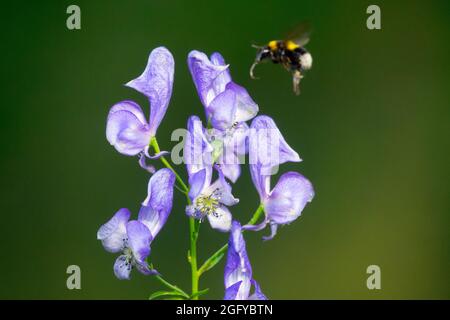 Bumble Bee Flying Aconitum napellus, Monkshood, Aconite, Wolf's Bane Stockfoto