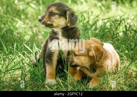 Mutter Hund kümmern Welpen mit Liebe Stockfoto