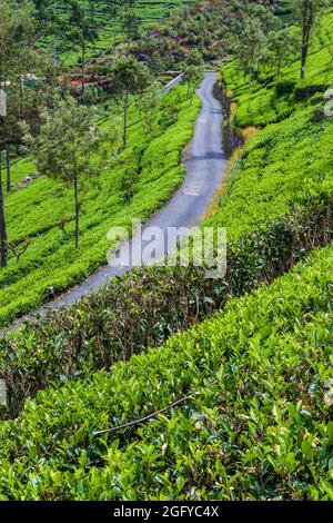 Kurvenreiche Straße und Teeplantagen in Bergen in der Nähe von Haputale, Sri Lanka Stockfoto