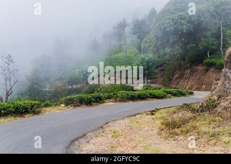 Teegärten in der Nähe von Haputale, Sri Lanka Stockfoto