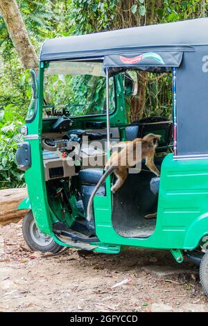 HAPUTALE, SRI LANKA - 16. JULI 2016: Makaken betreten ein Tuk-Tuk, das in einem Thangamale-Heiligtum in der Nähe von Haputale geparkt ist. Stockfoto