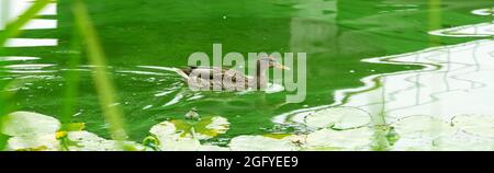 Die weibliche Stockente schwimmt im Wasser inmitten der Vegetation Stockfoto