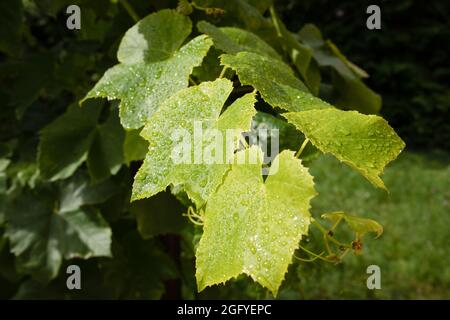 Die Blätter sind mit Regentropfen bedeckt und die Weinranken glitzern in der Sonne Stockfoto