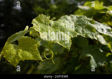 Die Blätter sind mit Regentropfen bedeckt und die Weinranken glitzern in der Sonne Stockfoto