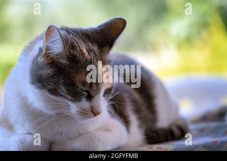 Porträt einer Calico tricolor Katze draußen, Nahaufnahme Stockfoto