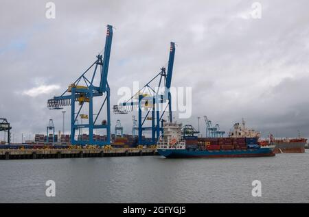 Zeebrugge Port, Belgien - 6. August 2021: 2 hohe blaue NOELL-Krane am Containerterminal mit voll beladenem Elisabeth Heerenveen Containerschiff im vorderen Teil Stockfoto