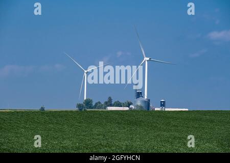 In Der Nähe Von Earlville, Iowa. Windmühlen hinter Getreidelagerbehältern. Sojabohnen im Vordergrund. Stockfoto