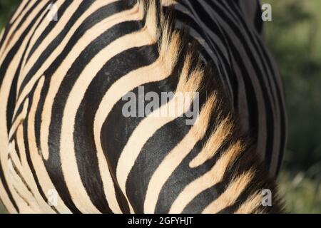 Streifenmuster und Mähne aus Zebra-Ebenen, Südafrika, bei Sonnenuntergang von der Sonne beleuchtet Stockfoto