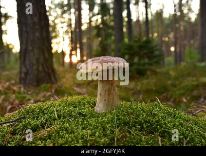 King Pine Bolete im Moos am Wald. Weißes Pilzmyzel in der Tierwelt. Essbare große Steinpilze im Wald. Einzelner Bolete-Pilz. Porc Stockfoto