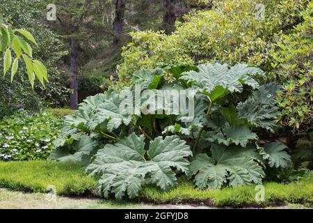 Gunnera tinctoria - chilenische Rhabarberpflanze. Stockfoto