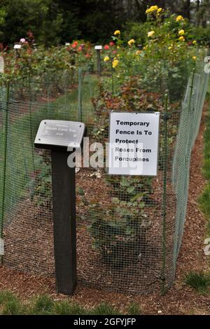 Ein eingezäuntes Rosengartenbett mit einem Schild, das besagt, dass der Zaun vorhanden ist, um Rosen vor Stachelschweinen zu schützen. Stockfoto