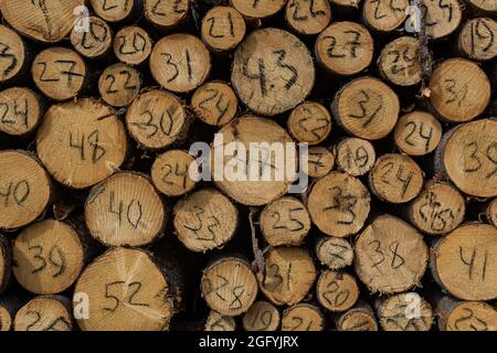 Die Enden der Baumstämme, die in den Fällen niedergeschlagen wurden, haben jeweils einen handschriftlichen Durchmesser Stockfoto